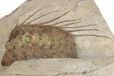 Spiny Selenopeltis Trilobite - Erfoud, Morocco #190986-4